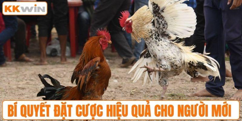 Bí quyết đặt cược hiệu quả cho người mới