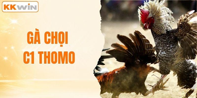 Gà chọi C1 Thomo