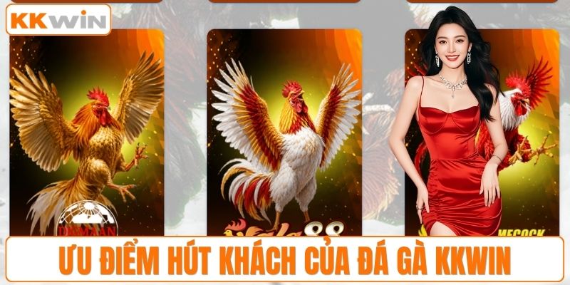 Ưu điểm hút khách của đá gà KKWIN